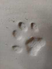 Cat Pawprint